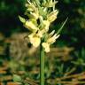 Fotografia 8 da espécie Dactylorhiza romana do Jardim Botânico UTAD