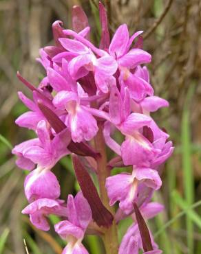 Fotografia 9 da espécie Dactylorhiza romana no Jardim Botânico UTAD