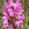 Fotografia 9 da espécie Dactylorhiza romana do Jardim Botânico UTAD