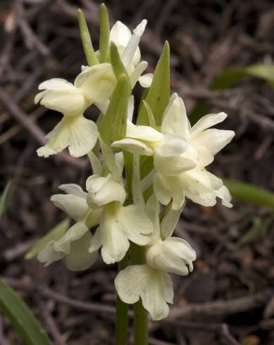 Fotografia de capa Dactylorhiza romana - do Jardim Botânico