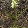 Fotografia 10 da espécie Dactylorhiza romana do Jardim Botânico UTAD