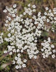 Daucus crinitus