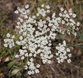 Fotografia da espécie Daucus crinitus