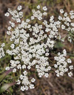 Fotografia 1 da espécie Daucus crinitus no Jardim Botânico UTAD