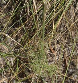 Fotografia da espécie Daucus crinitus