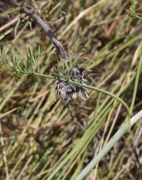 Fotografia 5 da espécie Daucus crinitus no Jardim Botânico UTAD