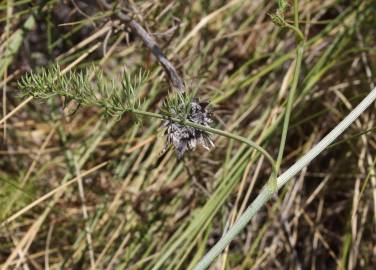 Fotografia da espécie Daucus crinitus