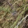 Fotografia 5 da espécie Daucus crinitus do Jardim Botânico UTAD