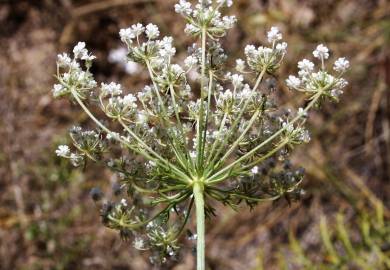 Fotografia da espécie Daucus crinitus