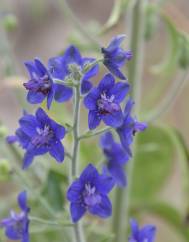 Delphinium staphisagria