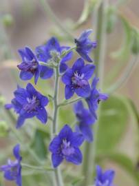 Fotografia da espécie Delphinium staphisagria