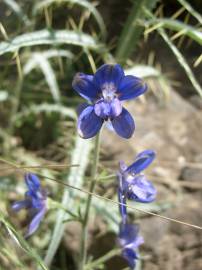 Fotografia da espécie Delphinium staphisagria