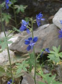 Fotografia da espécie Delphinium staphisagria