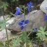 Fotografia 3 da espécie Delphinium staphisagria do Jardim Botânico UTAD