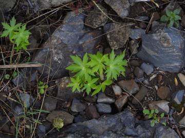 Fotografia da espécie Delphinium staphisagria