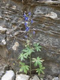 Fotografia da espécie Delphinium staphisagria