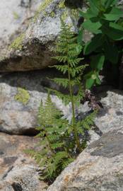 Fotografia da espécie Cystopteris dickieana
