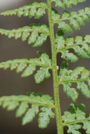 Fotografia da espécie Cystopteris dickieana