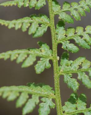 Fotografia 1 da espécie Cystopteris dickieana no Jardim Botânico UTAD