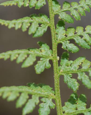 Fotografia de capa Cystopteris dickieana - do Jardim Botânico