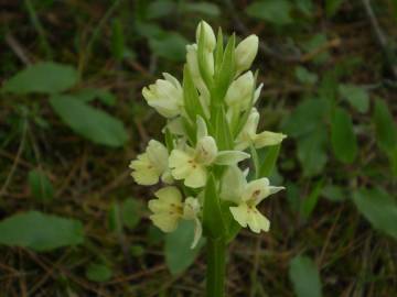 Fotografia da espécie Dactylorhiza insularis