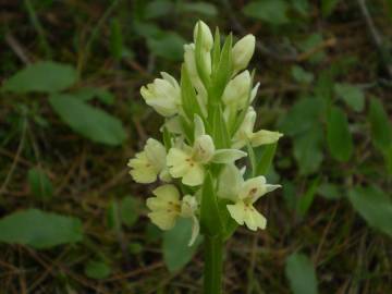 Fotografia da espécie Dactylorhiza insularis