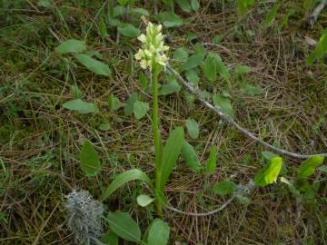 Fotografia da espécie Dactylorhiza insularis