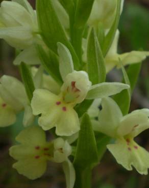 Fotografia 4 da espécie Dactylorhiza insularis no Jardim Botânico UTAD