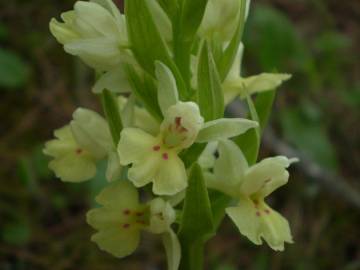 Fotografia da espécie Dactylorhiza insularis