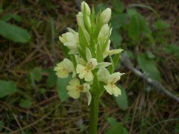 Fotografia da espécie Dactylorhiza insularis