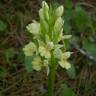 Fotografia 5 da espécie Dactylorhiza insularis do Jardim Botânico UTAD