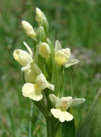 Fotografia da espécie Dactylorhiza insularis