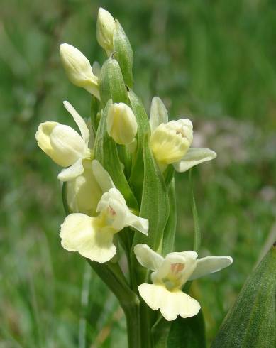 Fotografia de capa Dactylorhiza insularis - do Jardim Botânico