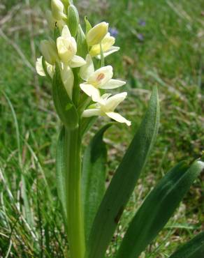 Fotografia 6 da espécie Dactylorhiza insularis no Jardim Botânico UTAD