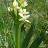 Fotografia 6 da espécie Dactylorhiza insularis do Jardim Botânico UTAD