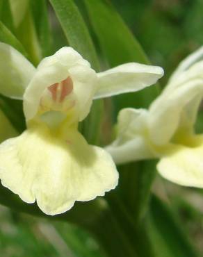 Fotografia 7 da espécie Dactylorhiza insularis no Jardim Botânico UTAD