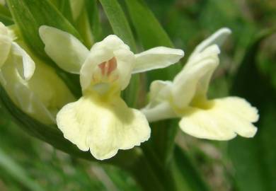 Fotografia da espécie Dactylorhiza insularis