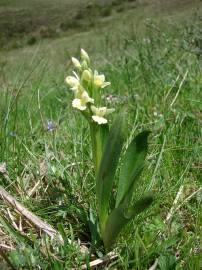 Fotografia da espécie Dactylorhiza insularis