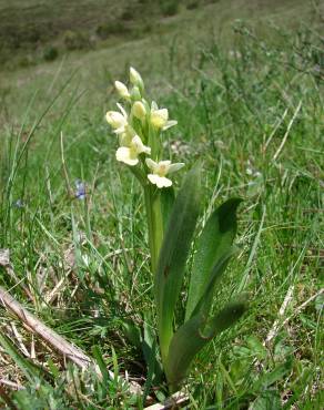 Fotografia 8 da espécie Dactylorhiza insularis no Jardim Botânico UTAD