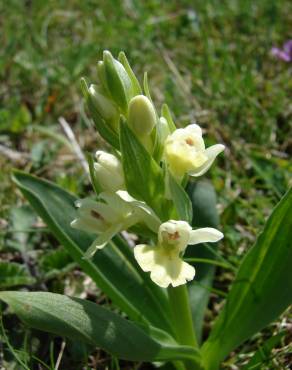 Fotografia 9 da espécie Dactylorhiza insularis no Jardim Botânico UTAD