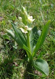 Fotografia da espécie Dactylorhiza insularis