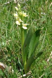 Fotografia da espécie Dactylorhiza insularis