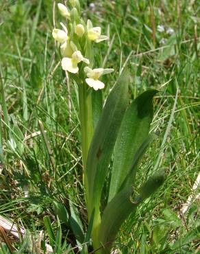 Fotografia 11 da espécie Dactylorhiza insularis no Jardim Botânico UTAD