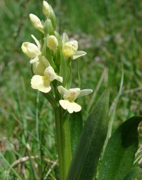 Fotografia 12 da espécie Dactylorhiza insularis no Jardim Botânico UTAD