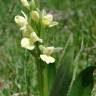 Fotografia 12 da espécie Dactylorhiza insularis do Jardim Botânico UTAD