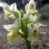 Fotografia 13 da espécie Dactylorhiza insularis do Jardim Botânico UTAD