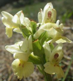 Fotografia da espécie Dactylorhiza insularis