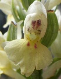 Fotografia da espécie Dactylorhiza insularis