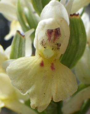 Fotografia 15 da espécie Dactylorhiza insularis no Jardim Botânico UTAD