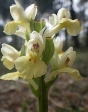 Fotografia 16 da espécie Dactylorhiza insularis no Jardim Botânico UTAD